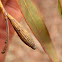 Eucalyptus Gall