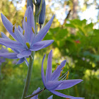 Camas Flower