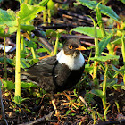 White-Collared Blackbird