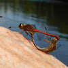 Eastern Red Damsel