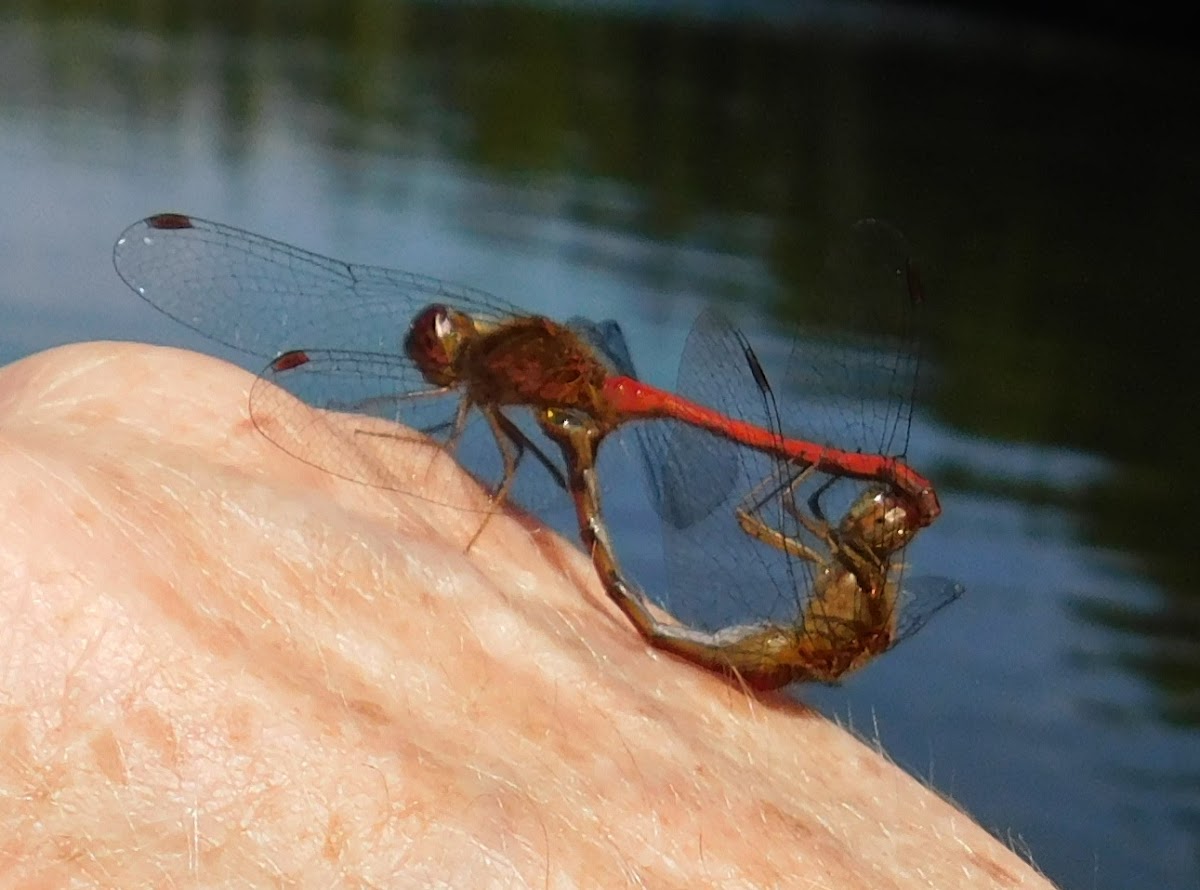 Eastern Red Damsel