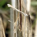 PLUME MOTH