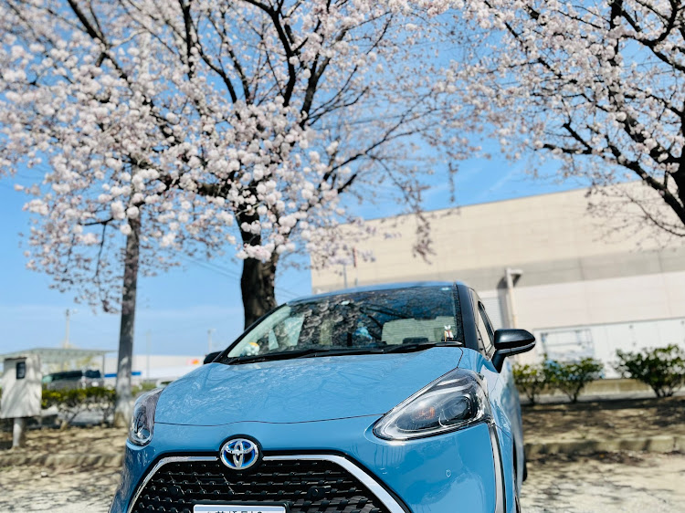 シエンタの桜とコラボ🌸・サクラと愛車・桜・桜とコラボに関するカスタム事例の投稿画像1枚目