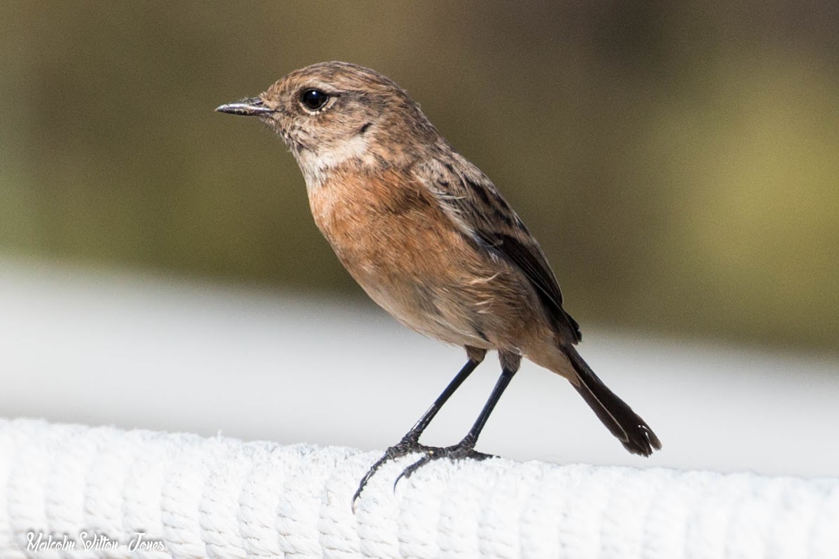 Stonechat