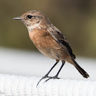 Stonechat