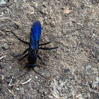 Great Black wasp