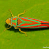 Red-banded Leafhopper