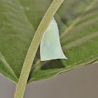 Flatid Planthopper