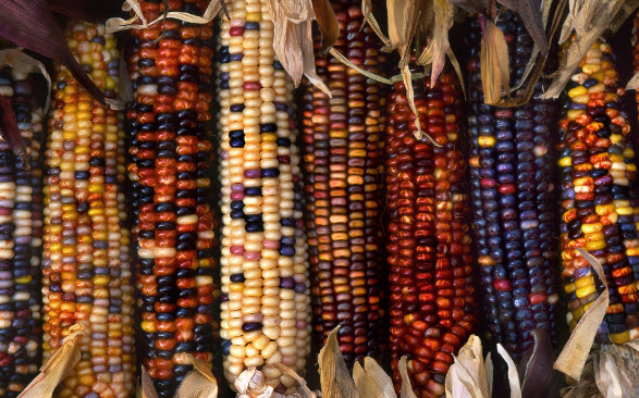 Free-Windows-7-theme-for-Thanksgiving-colorful-corn.jpg