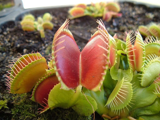 Venus Fly Trap Live Wallpaper