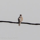 Collared Dove; Tórtola Turca