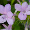 Bluebell Barleria