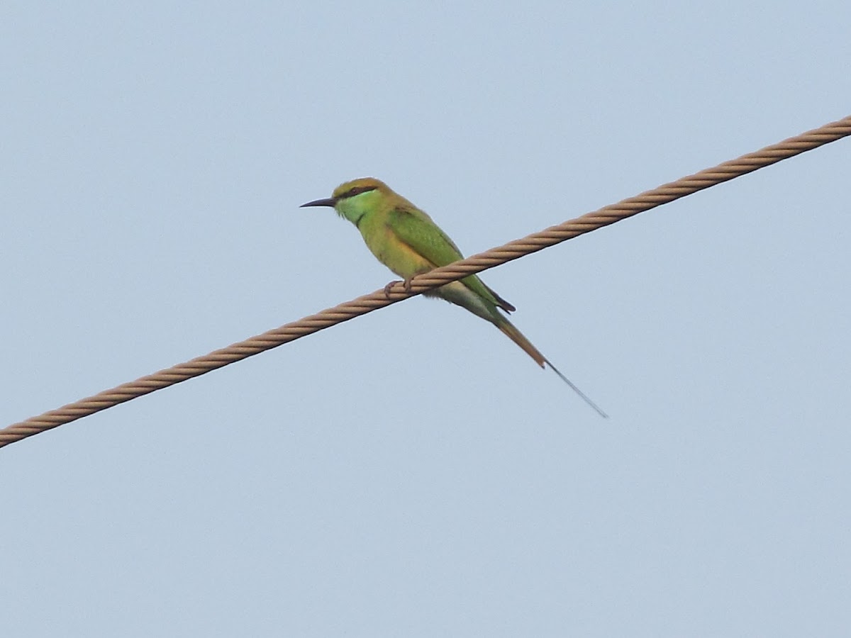 Green Bee-Eater