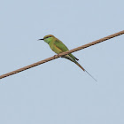 Green Bee-Eater