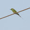 Green Bee-Eater