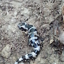 Marbled Salamander