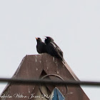 Spotless Starling; Estornino Negro