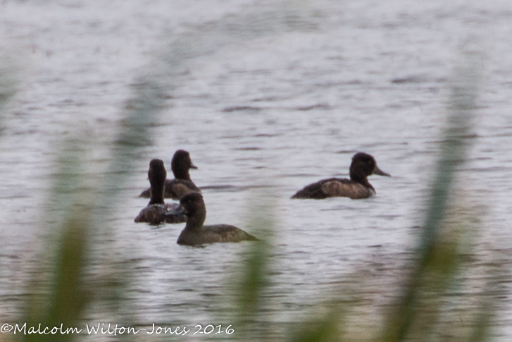 Tufted Duck