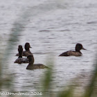 Tufted Duck