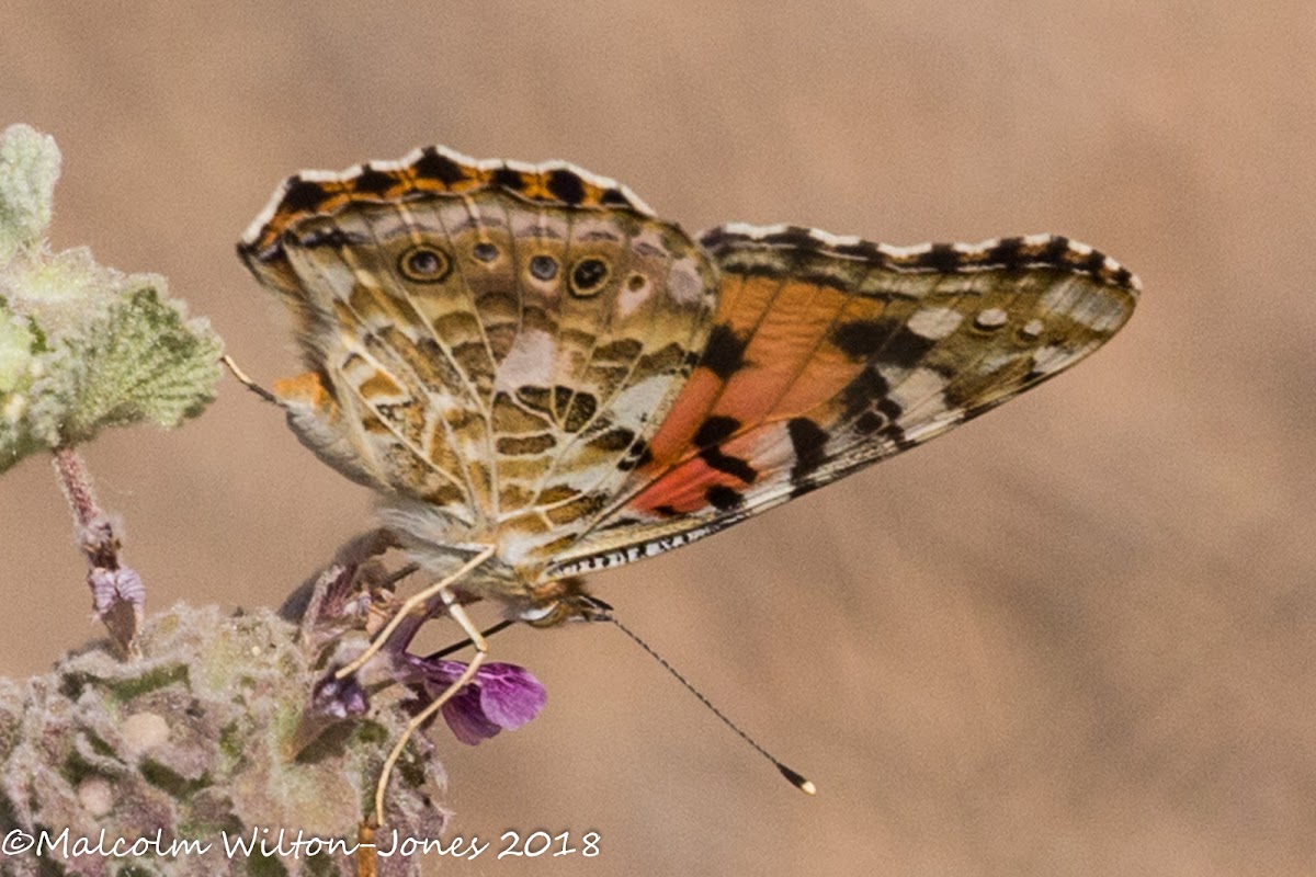 Painted Lady