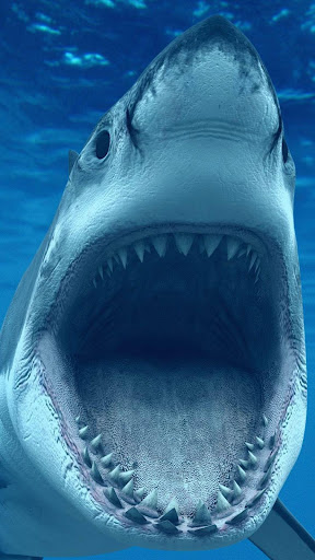 Shark Live Wallpaper