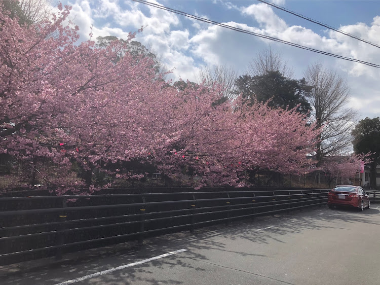 シルフィの桜・右斜め後ろ写真展・左斜め前写真展・春に関するカスタム事例の投稿画像3枚目