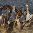 Pelagic Gooseneck Barnacle