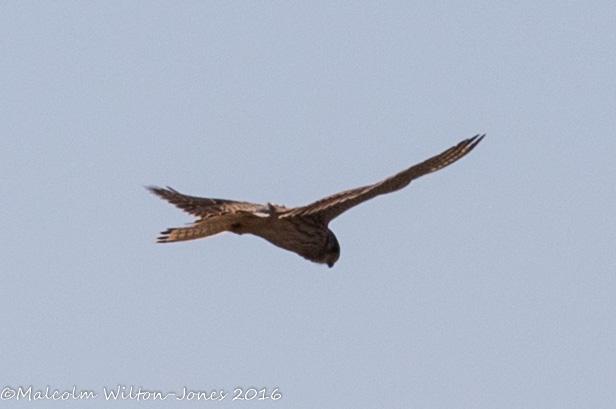 Kestrel; Cernícalo Real