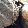 Insecto palo / Stick insect