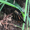 Harnessed Tiger Moth