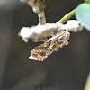 Tobacco CutWorm