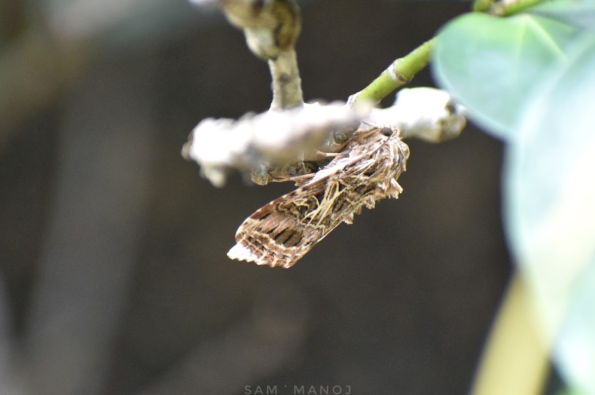 Tobacco CutWorm