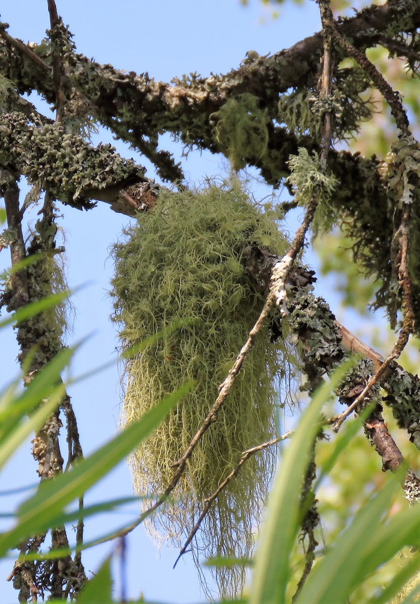 Old man's beard