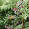 New Zealand Bell bird