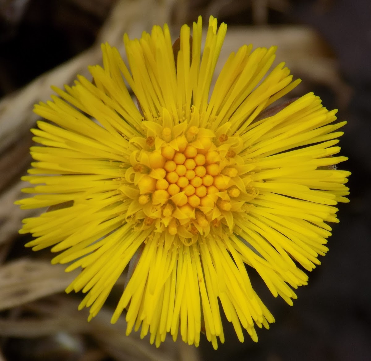 Coltsfoot