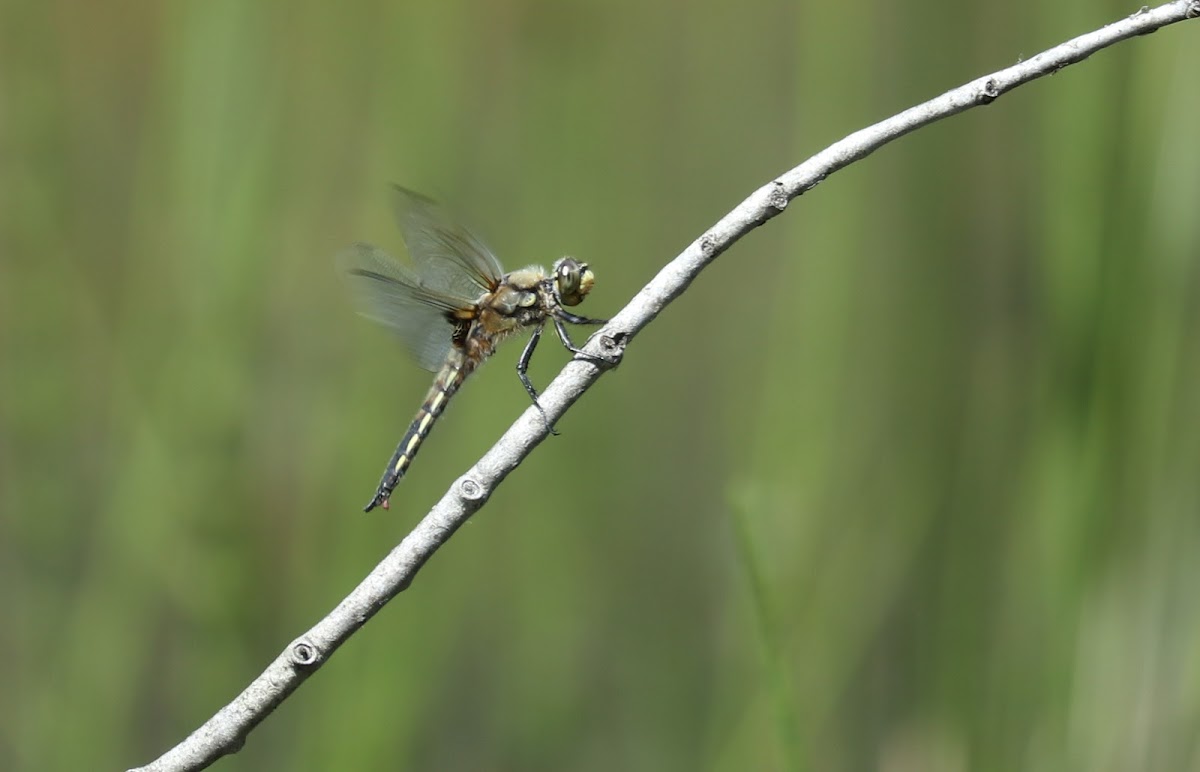 Four-spotted Skimmer