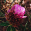 Red Clover