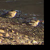 Snow Bunting non breeding