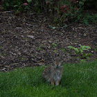 Eastern Cottontail