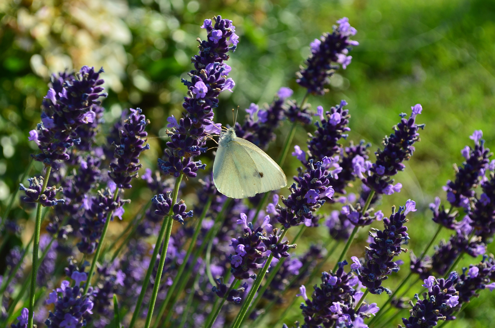 Farfalla sulla lavanda di corbellimax