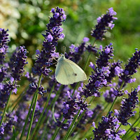 Farfalla sulla lavanda di 