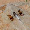 Common Whitetail