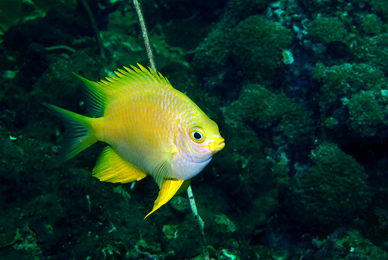 Golden damselfish