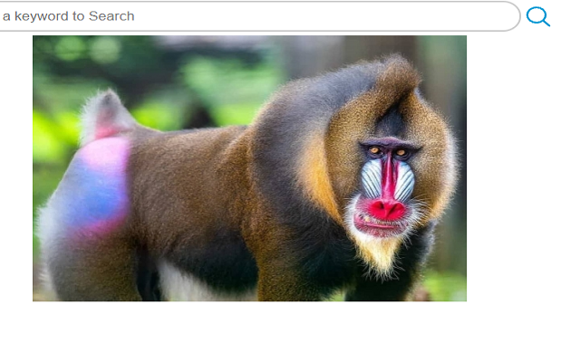 FavTab's Best Monkeys - Mandrills Preview image 0