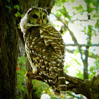 Barred Owl