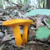 Boletus aurantiosplendens