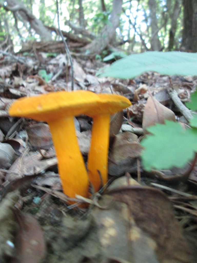 Boletus aurantiosplendens