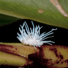 Woolly aphid