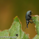 Dock Weevil