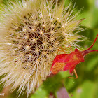 Squash bug